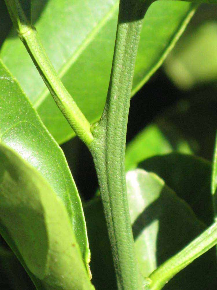            First year twig (Riverside, CA)   